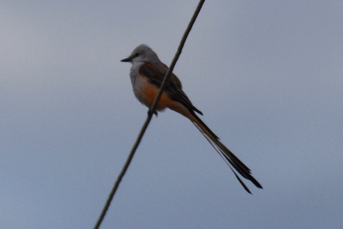 Scissor-tailed Flycatcher - ML642311295