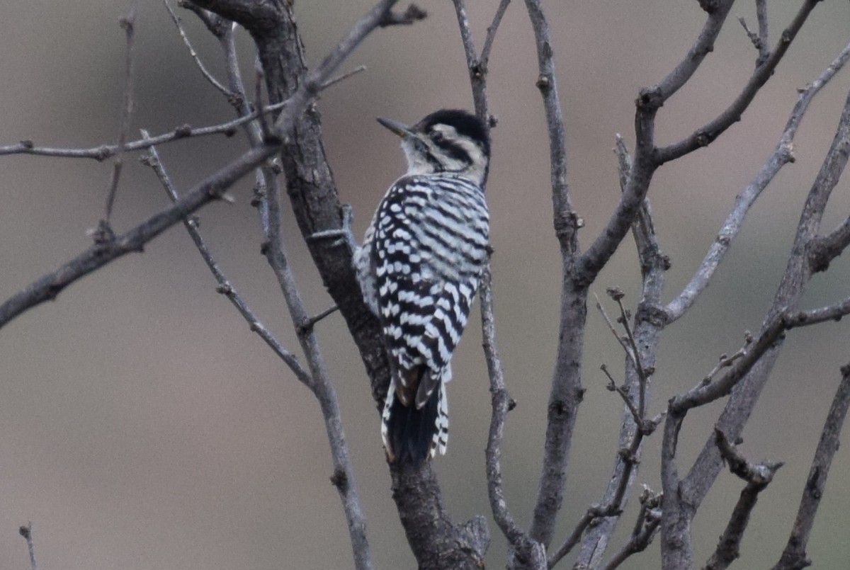 Ladder-backed Woodpecker - ML642311297
