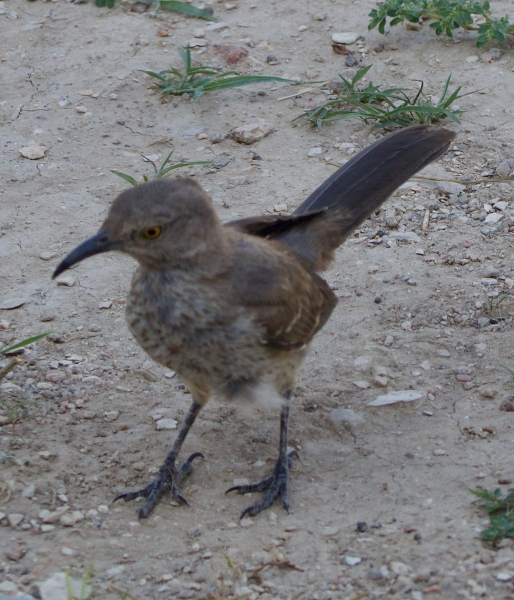 Curve-billed Thrasher - ML642311302