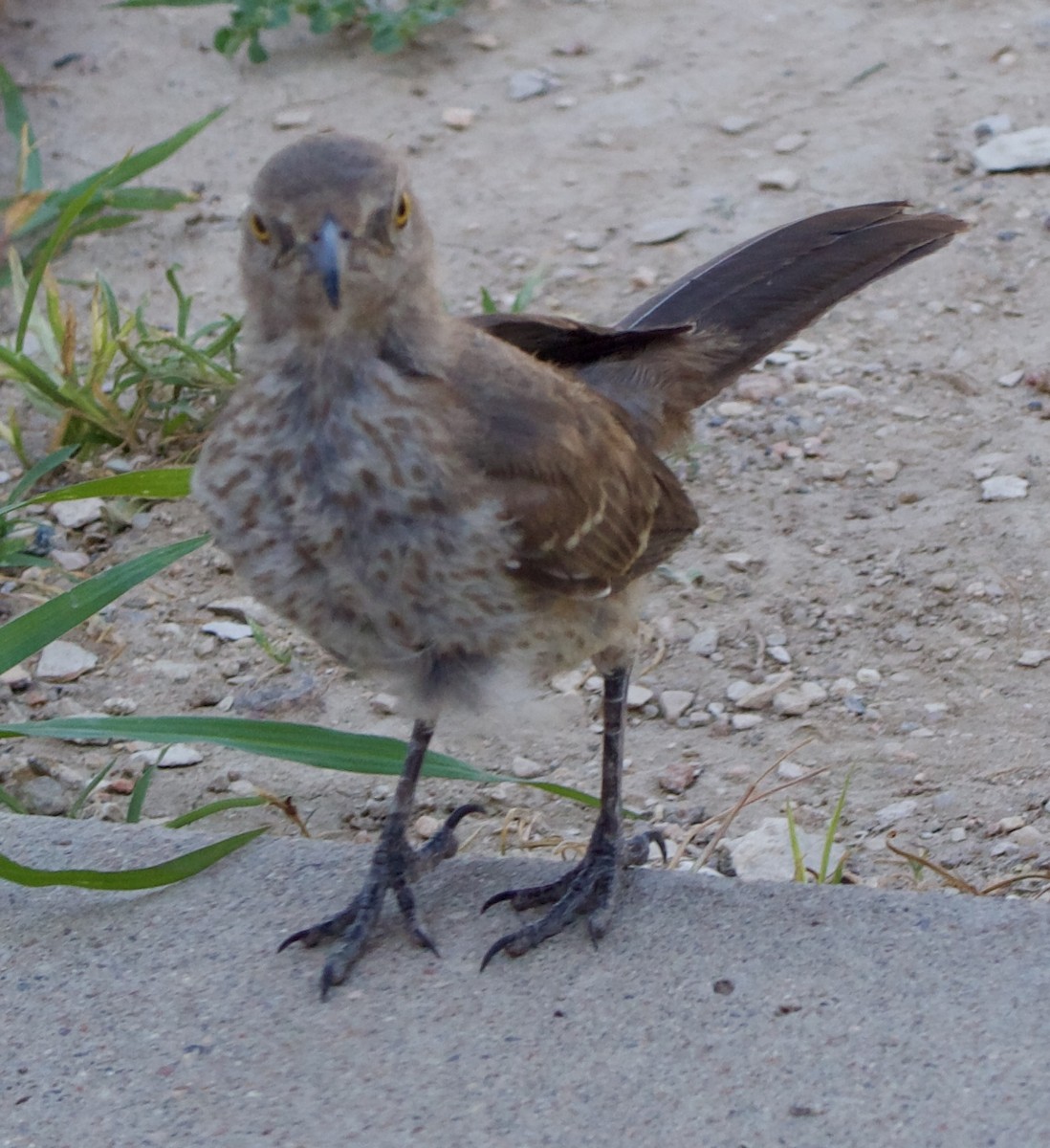 Curve-billed Thrasher - ML642311303