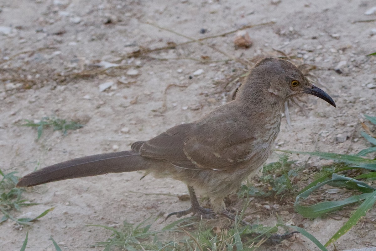 Curve-billed Thrasher - ML642311304