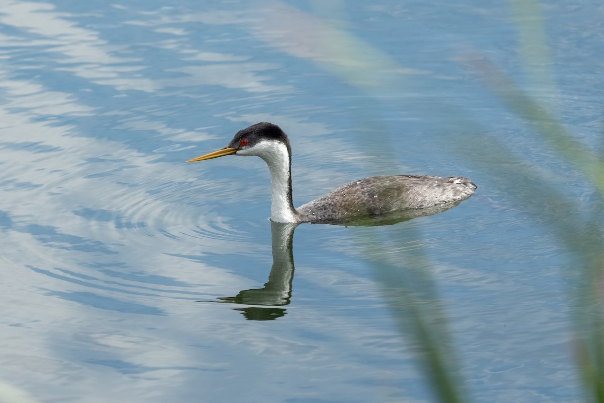 Western Grebe - ML642311327
