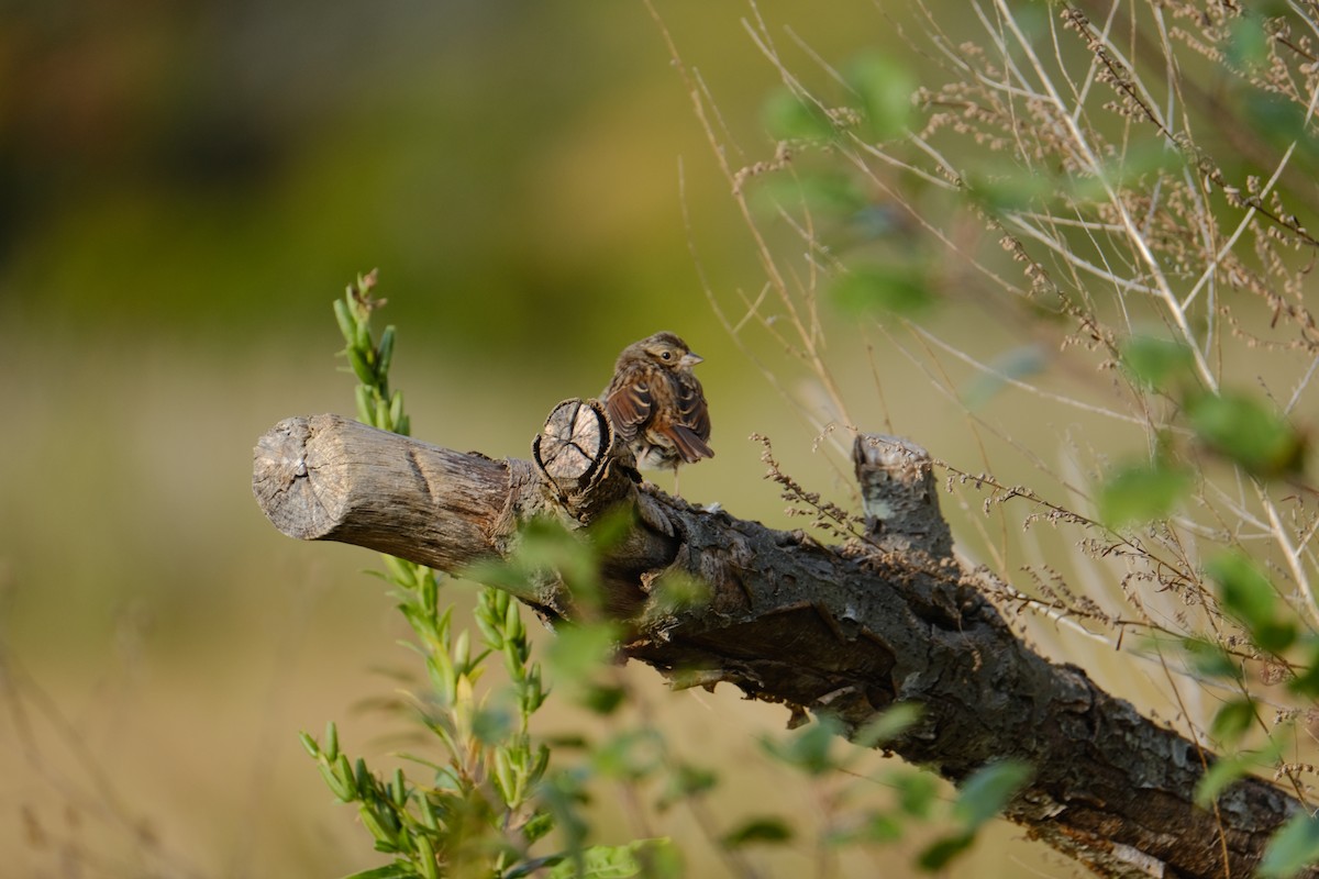 Swamp Sparrow - ML642311377