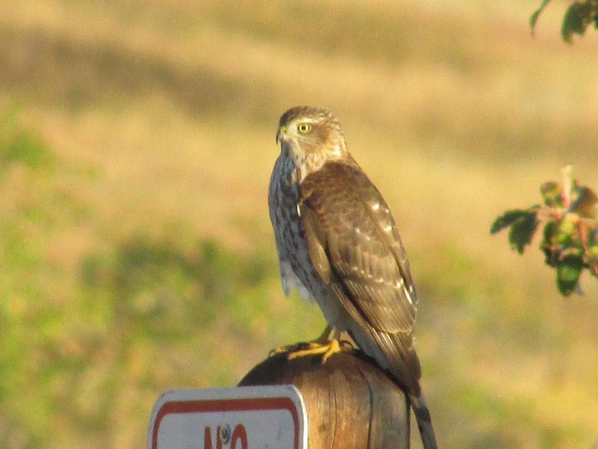 Cooper's Hawk - ML642311380