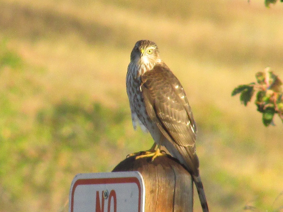 Cooper's Hawk - ML642311381