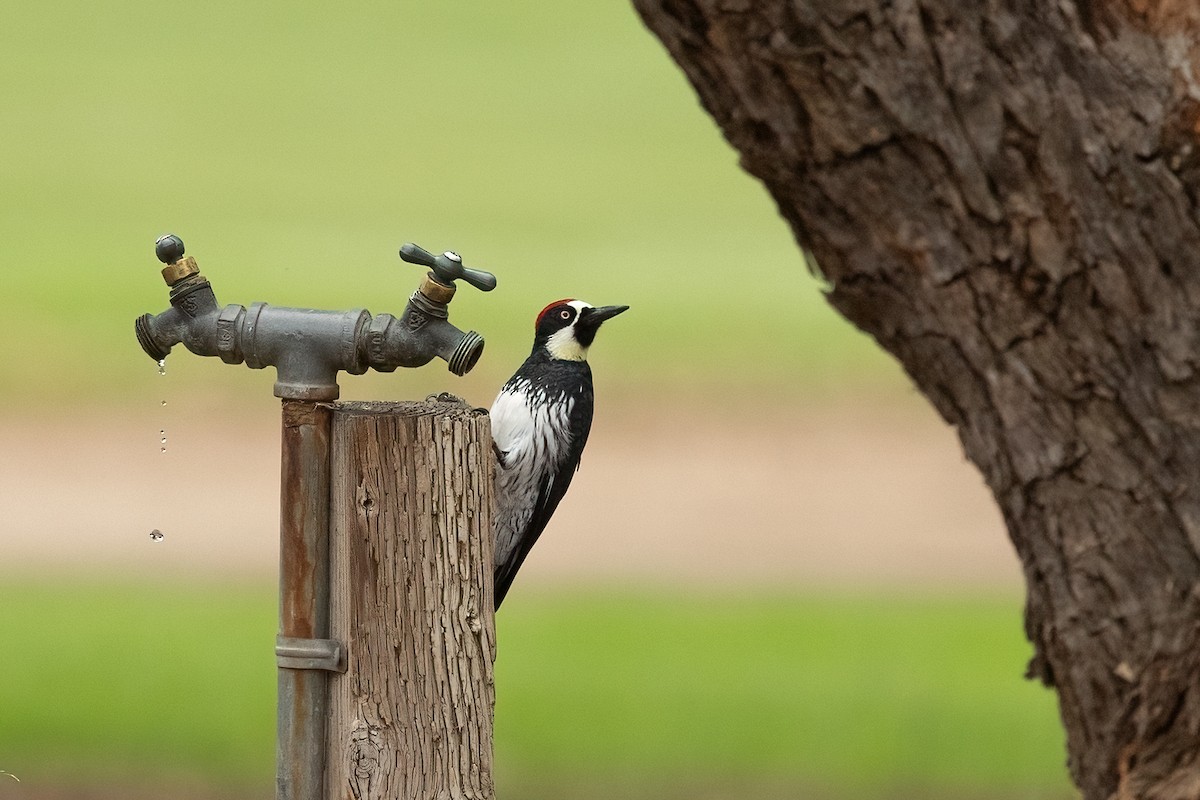 Acorn Woodpecker - ML642311383