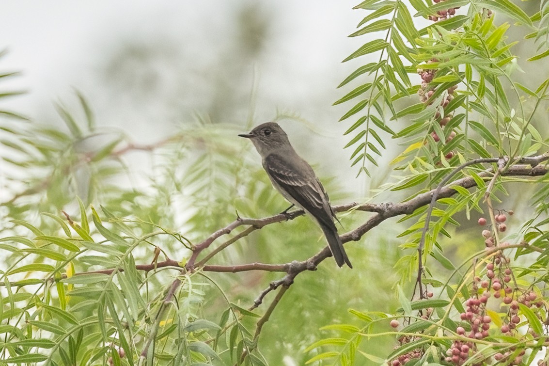 Western Wood-Pewee - ML642311385