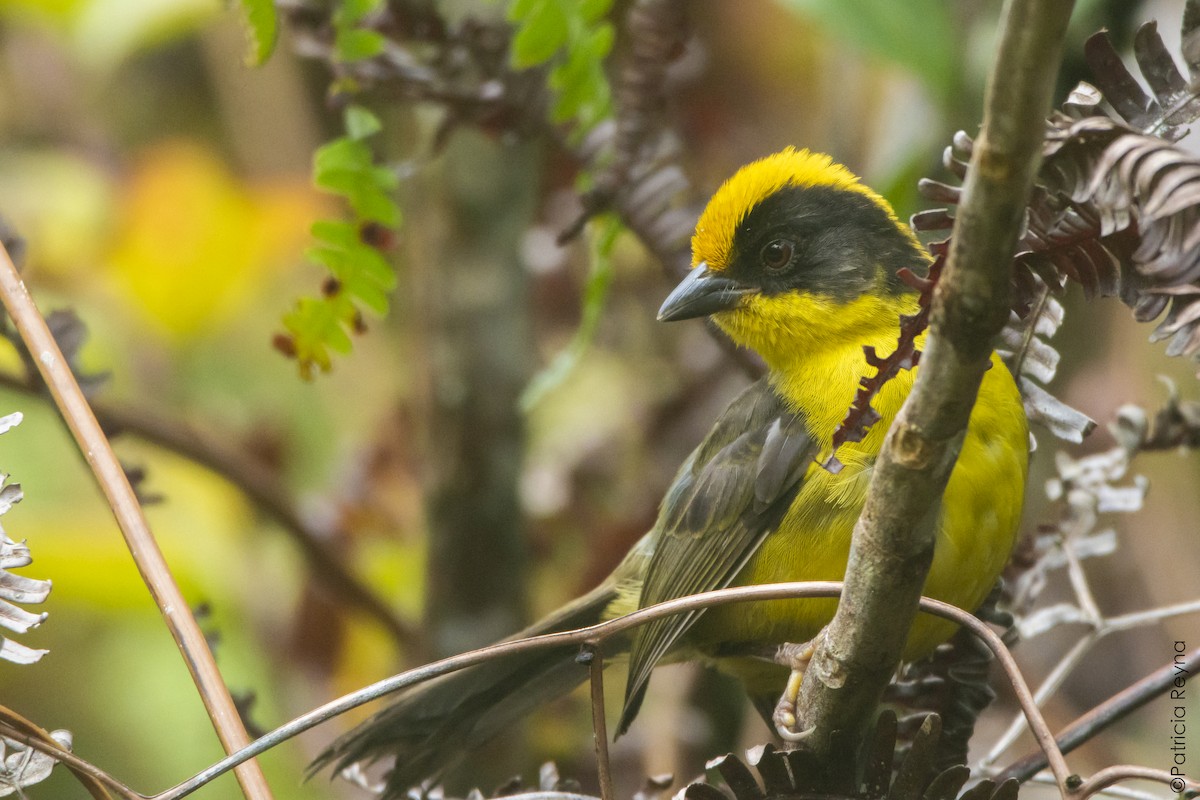 Golden-crowned Brushfinch - ML642311386
