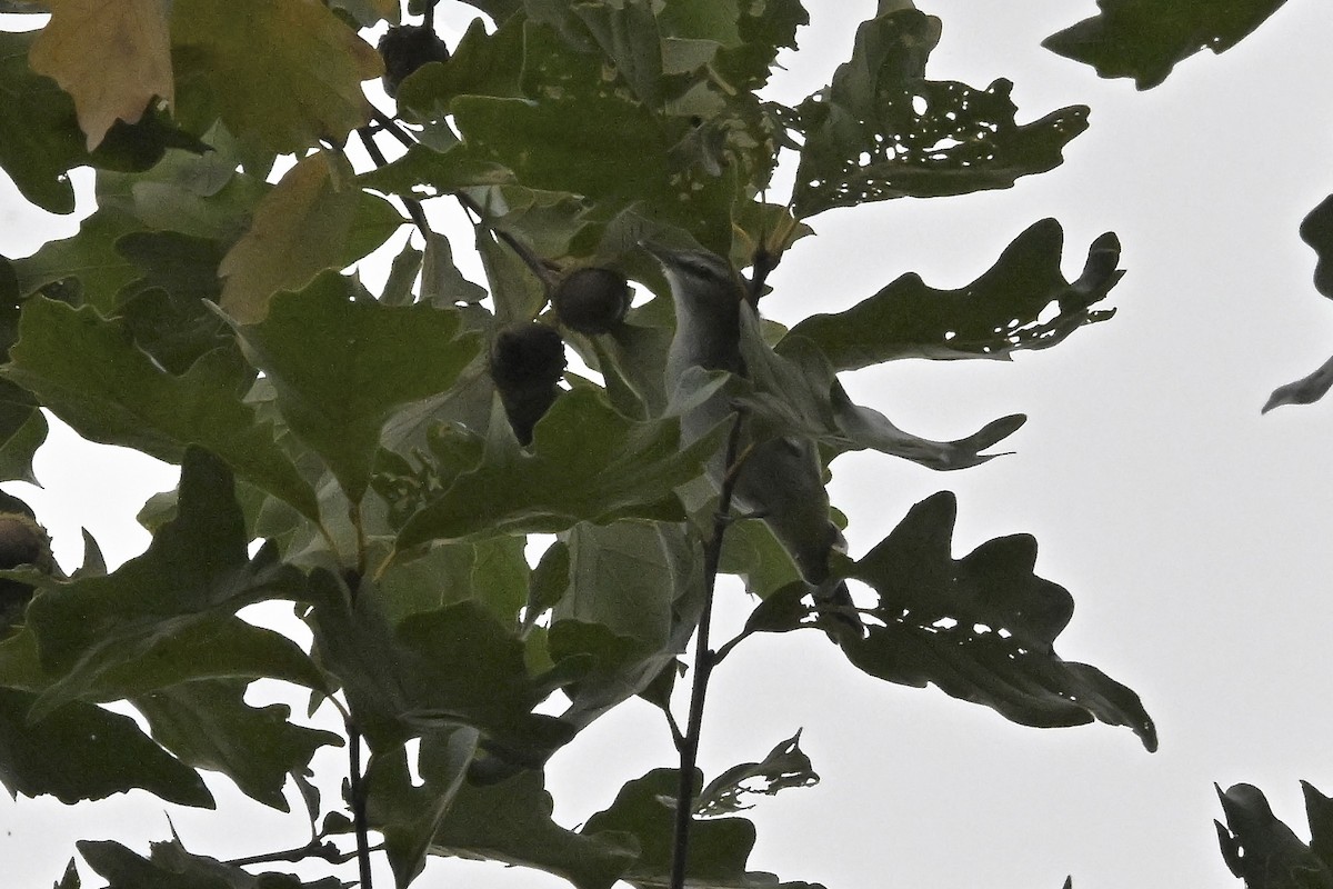 Vireo begigorria - ML642311387