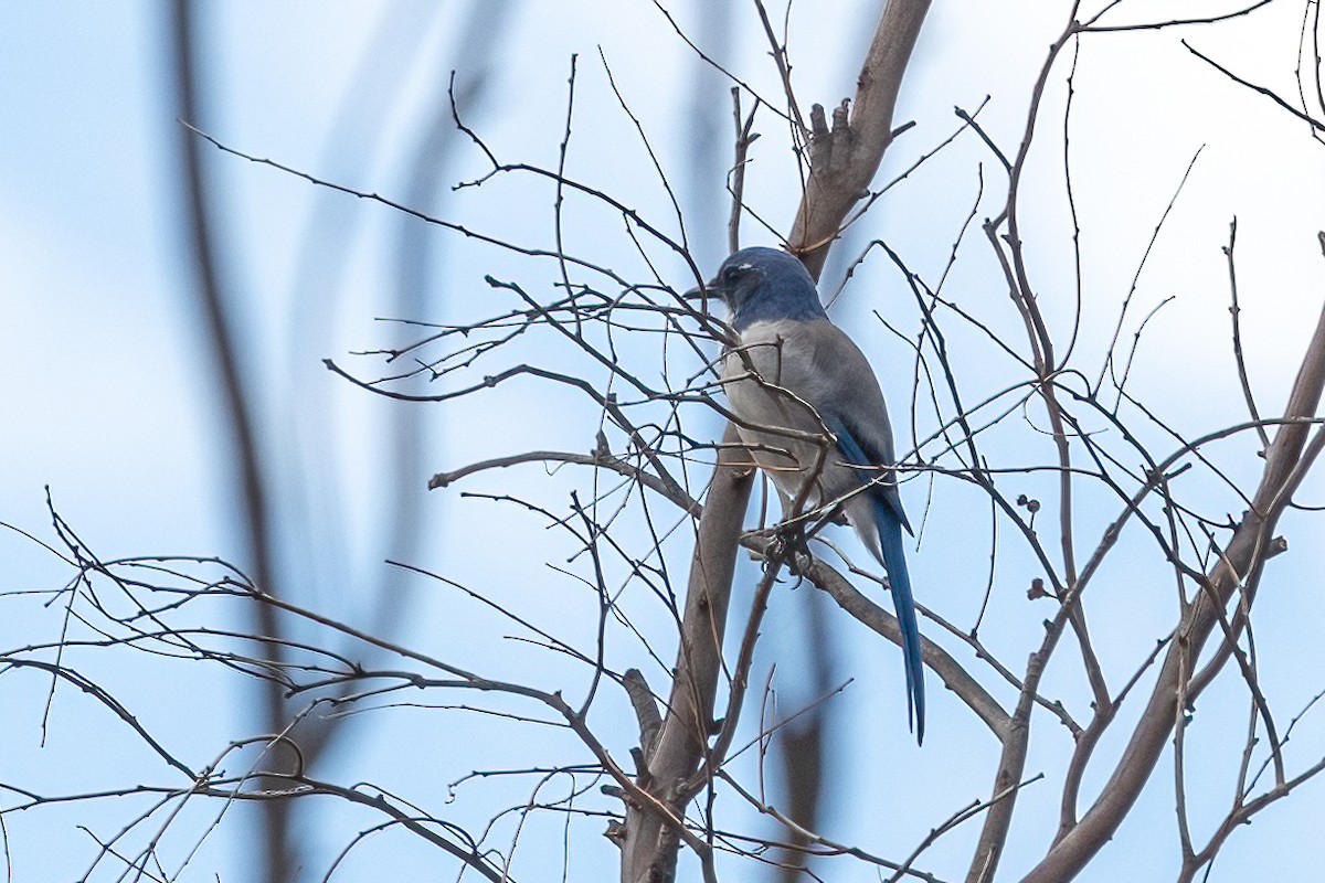 California Scrub-Jay - ML642311389