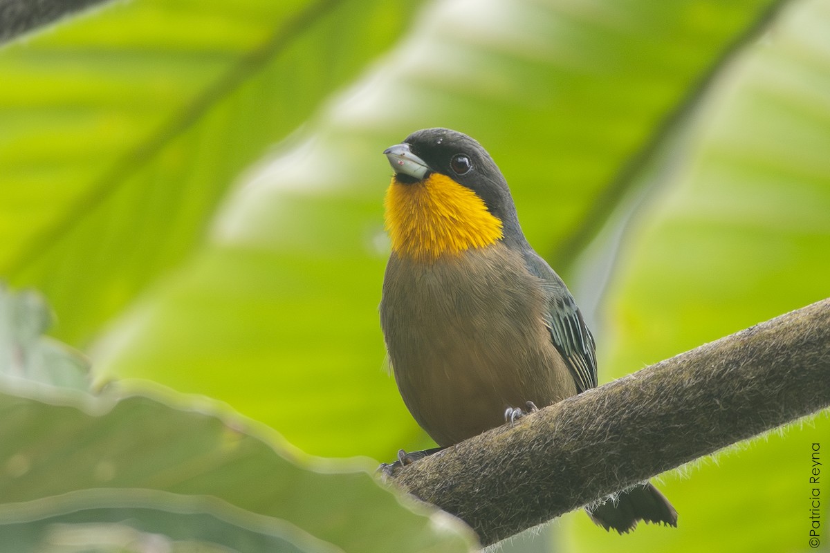 Yellow-throated Tanager - ML642311390
