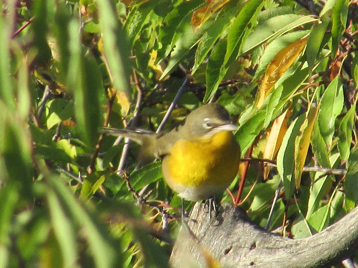Yellow-breasted Chat - ML642311391