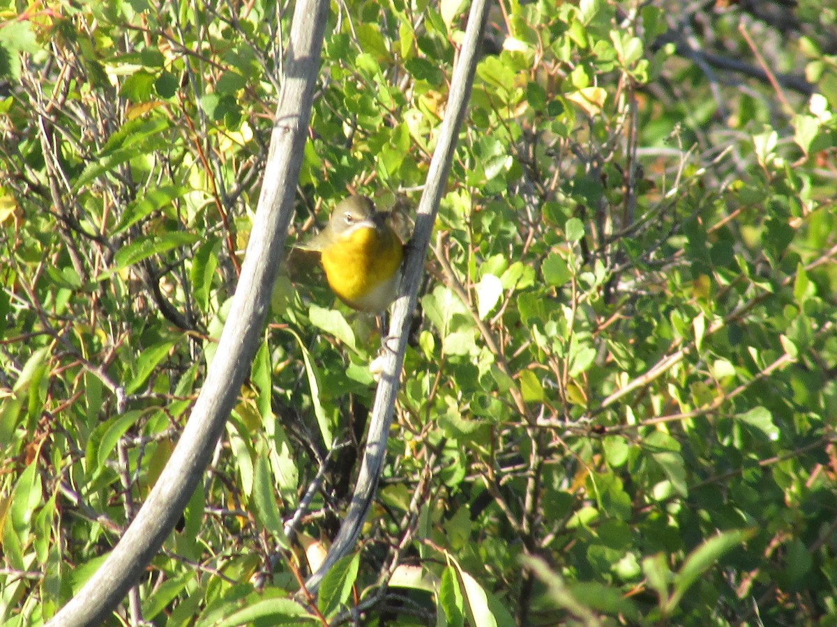Yellow-breasted Chat - ML642311392