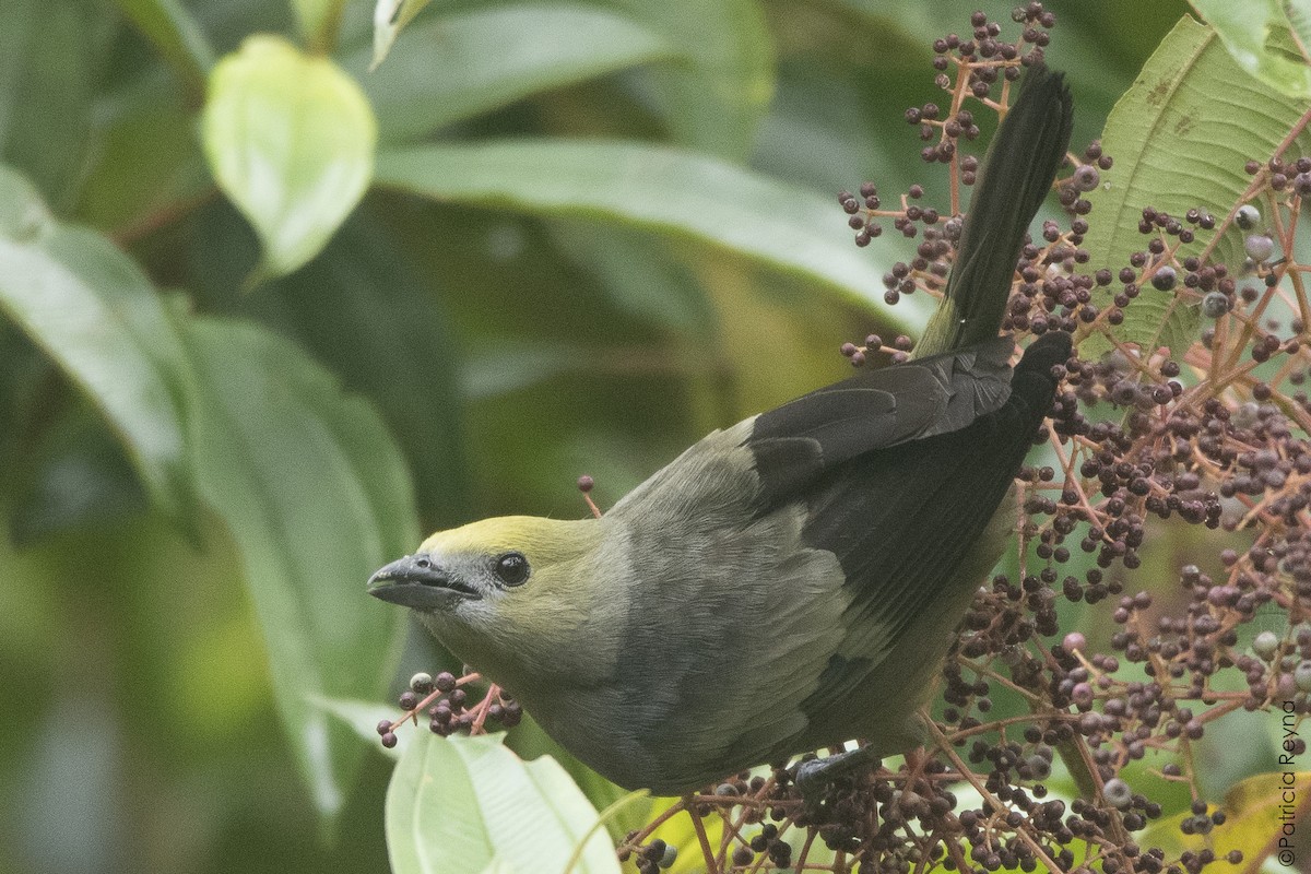 Palm Tanager - ML642311395