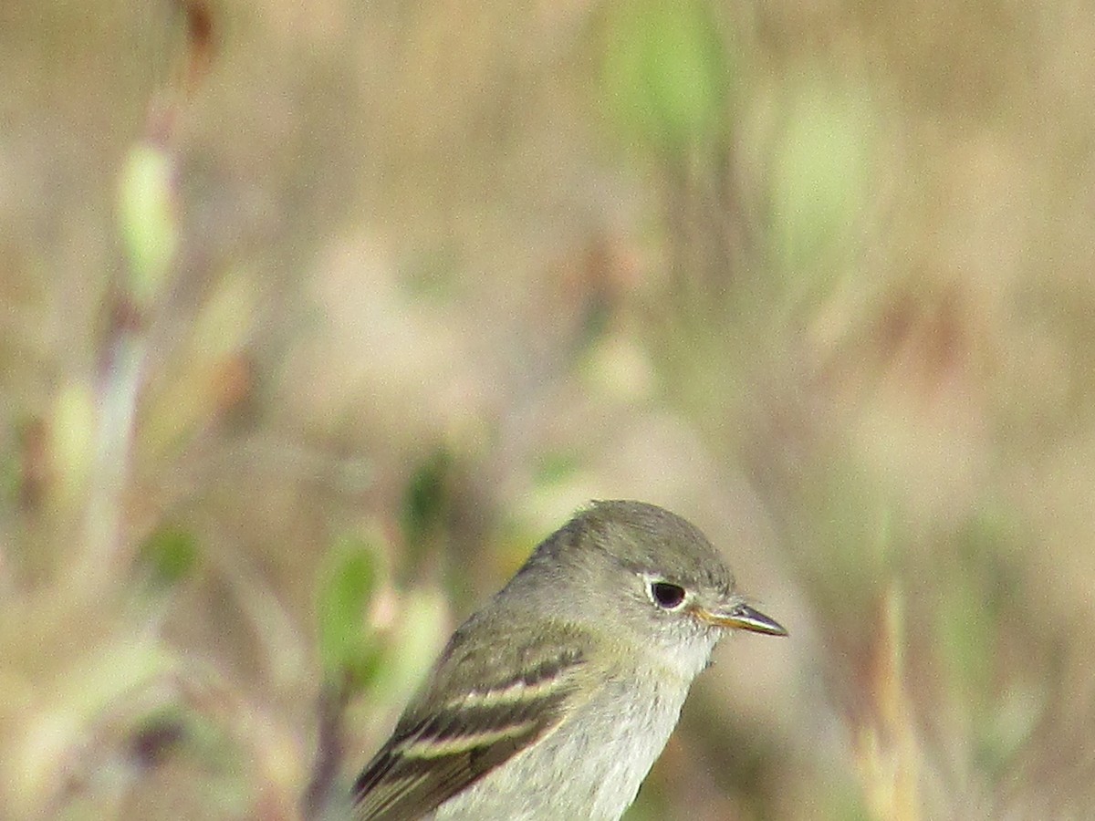 Dusky Flycatcher - ML642311397