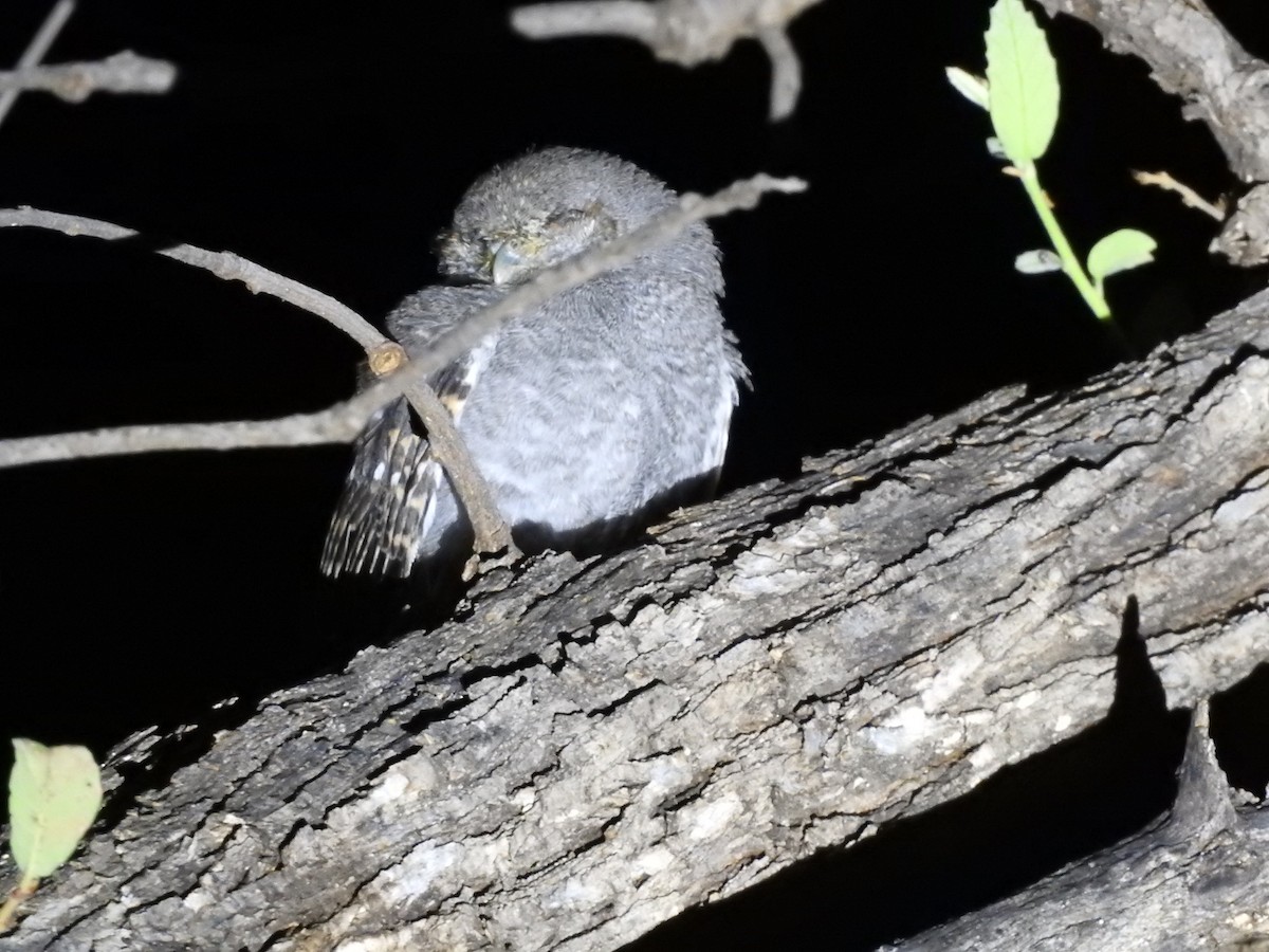 Elf Owl - ML642311398