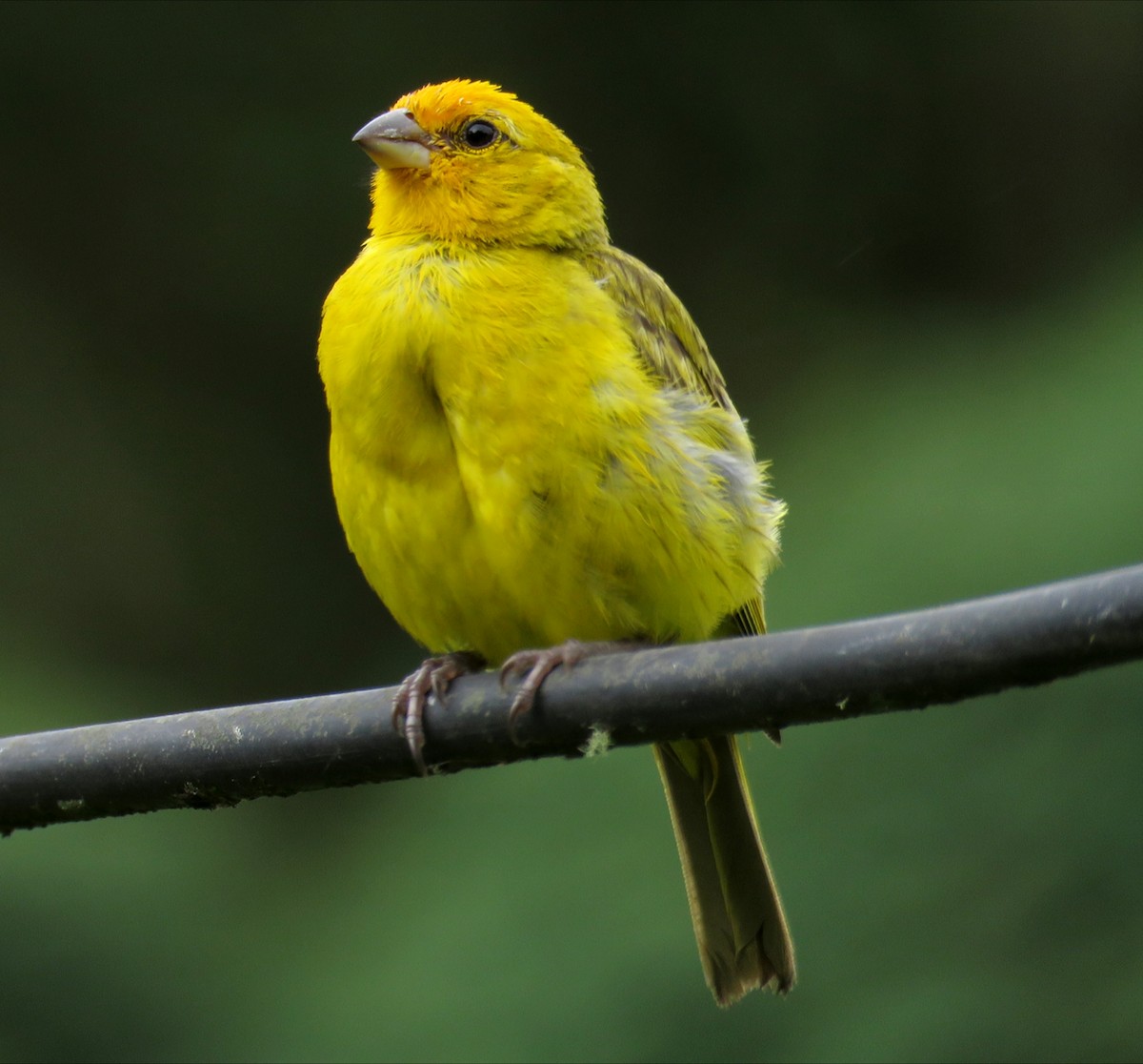 Saffron Finch - ML642311400