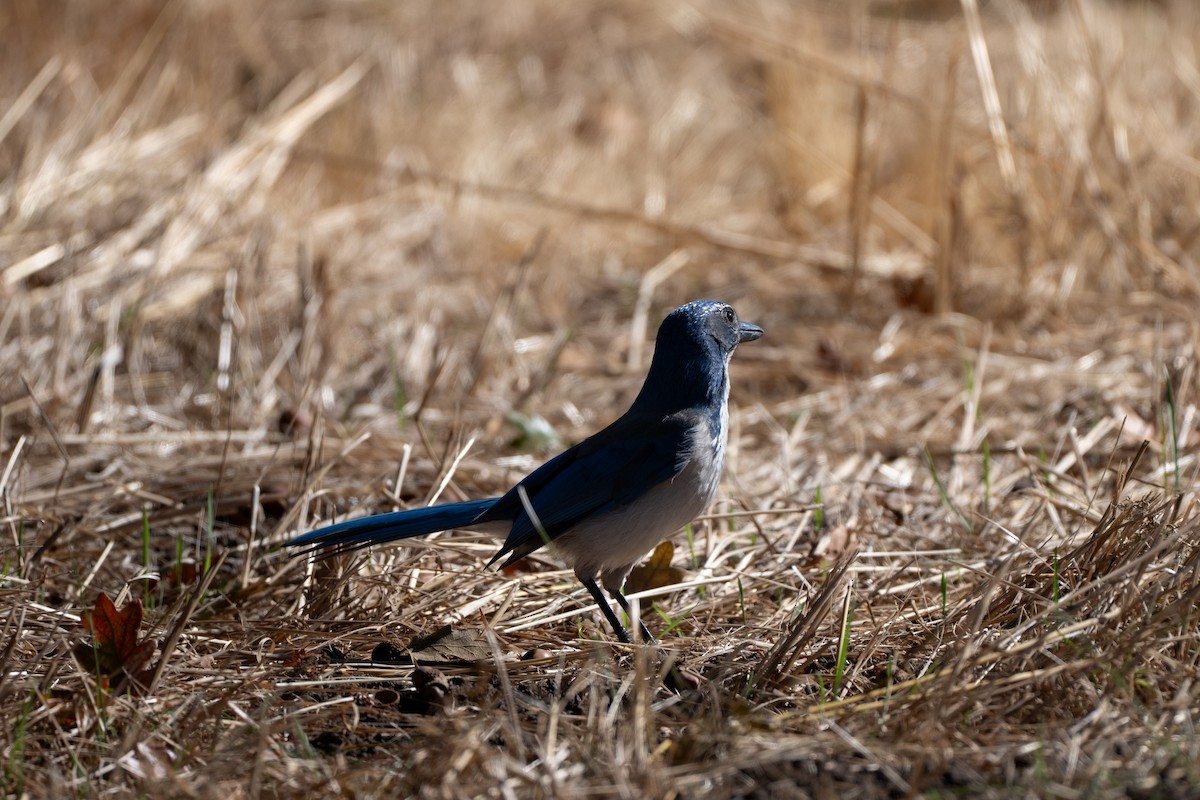 California Scrub-Jay - ML642311401