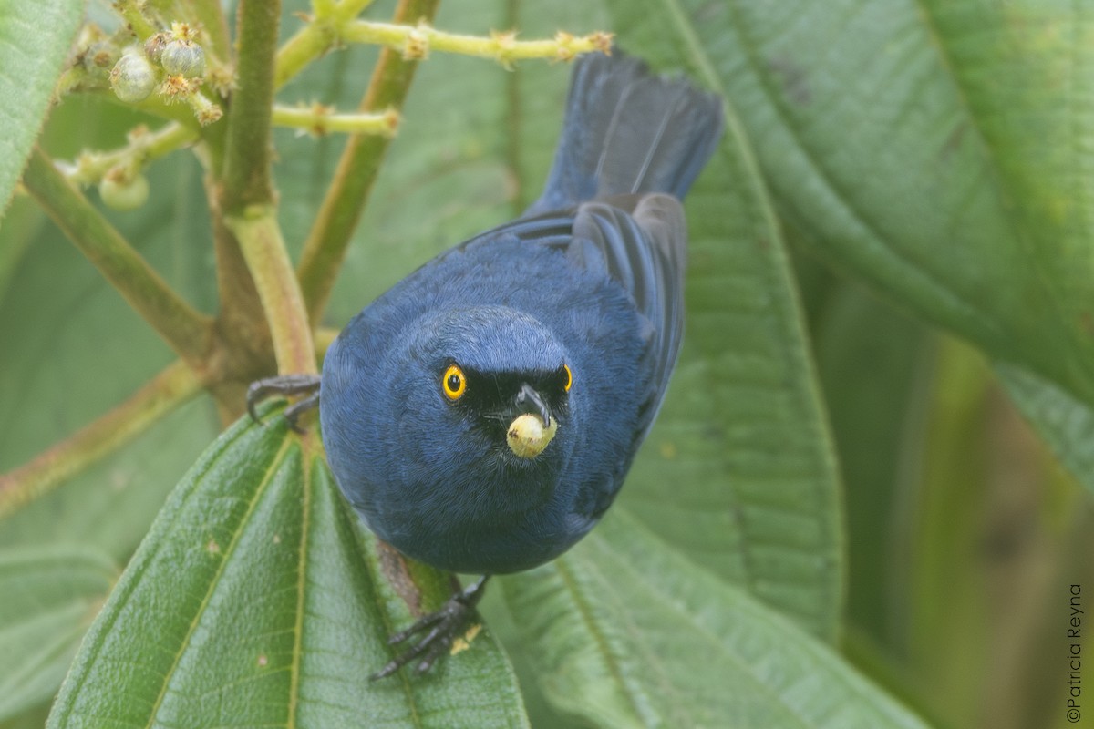 Deep-blue Flowerpiercer - ML642311405