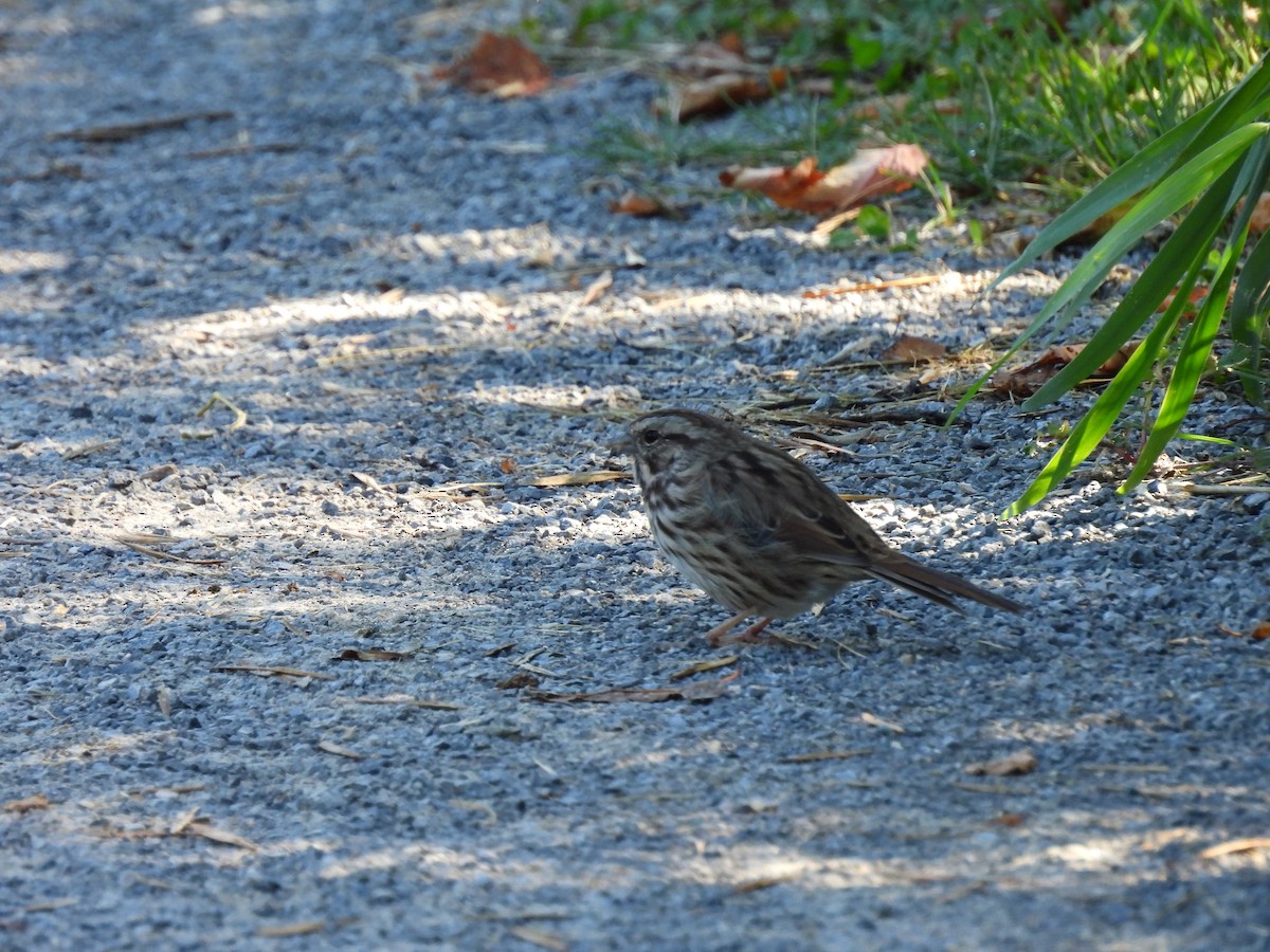 Song Sparrow - ML642311406