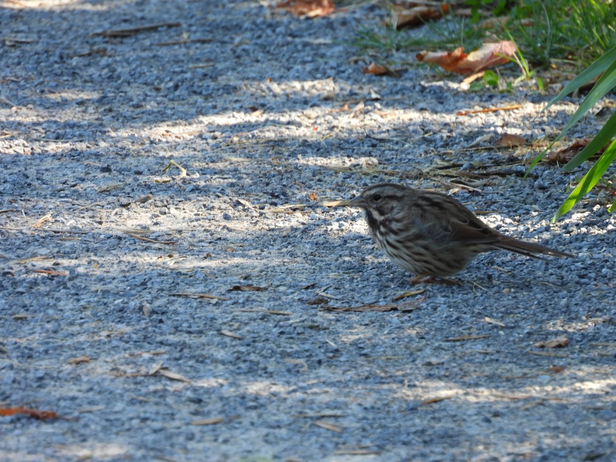 Song Sparrow - ML642311407