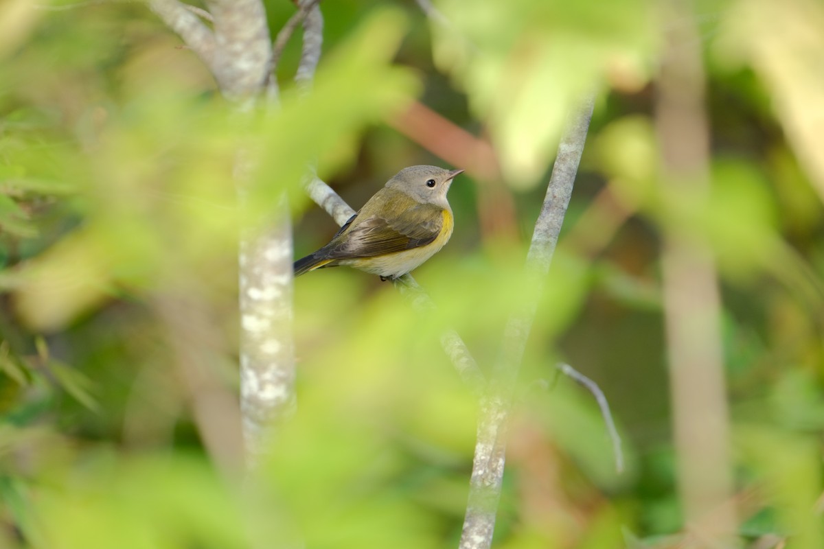 American Redstart - ML642311408