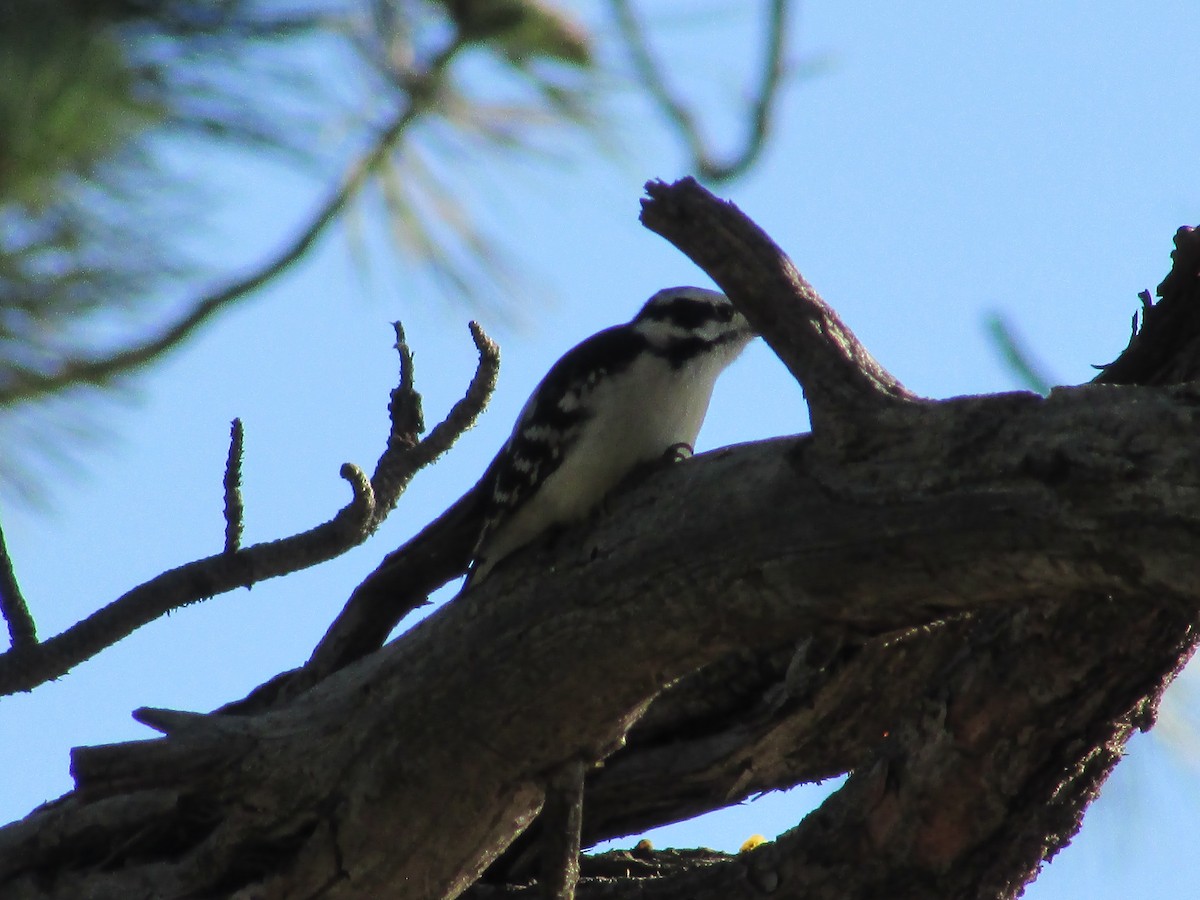 Downy Woodpecker - ML642311409