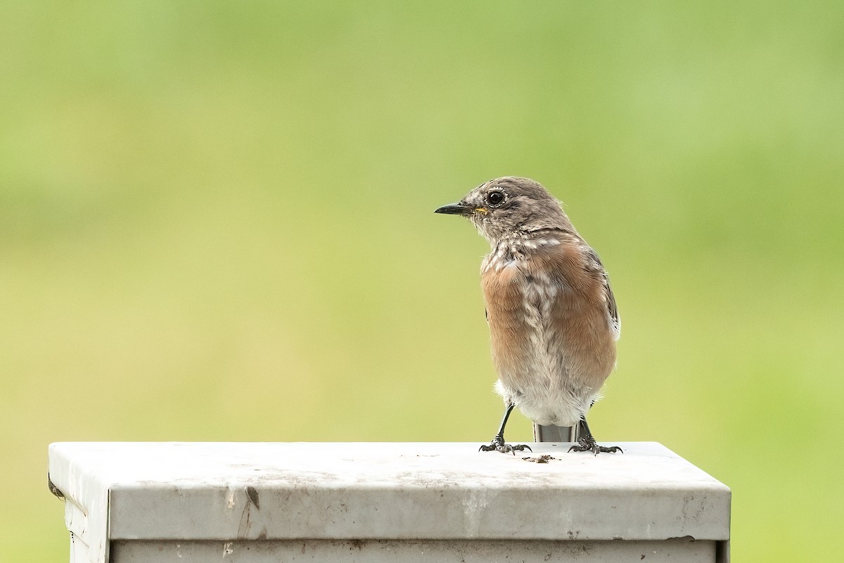 Western Bluebird - ML642311410