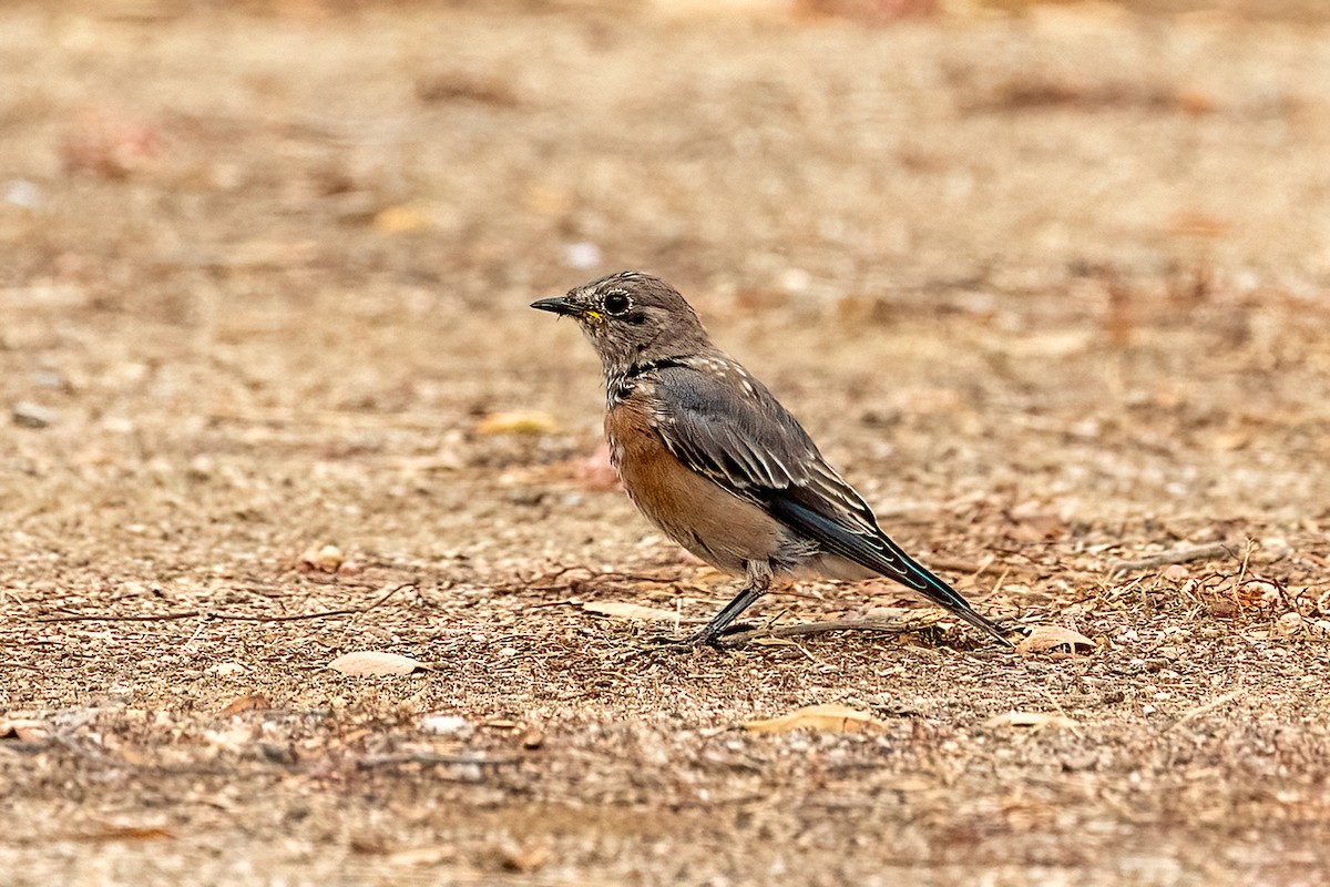 Western Bluebird - ML642311411