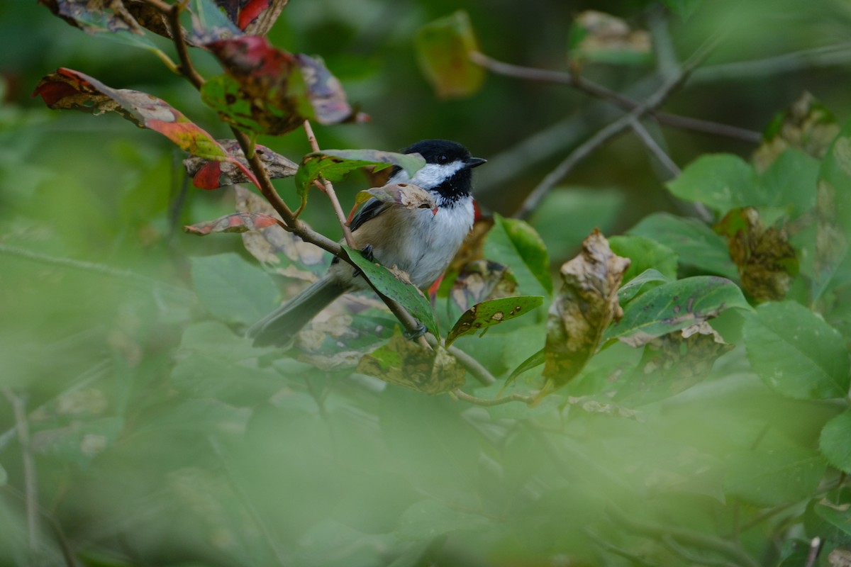 Black-capped Chickadee - ML642311414