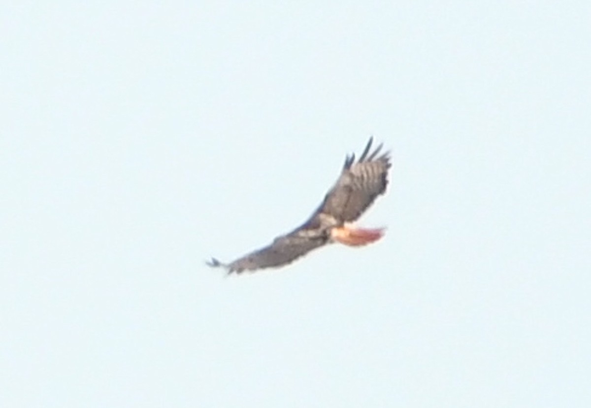 Red-tailed Hawk - ML642311421
