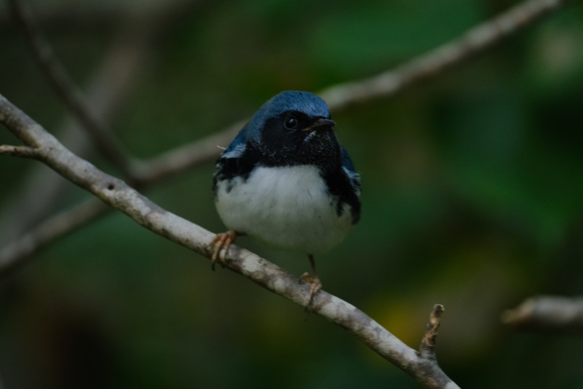 Black-throated Blue Warbler - ML642311430