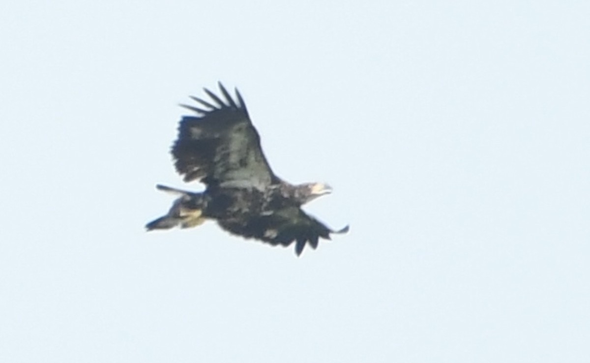 Bald Eagle - ML642311432