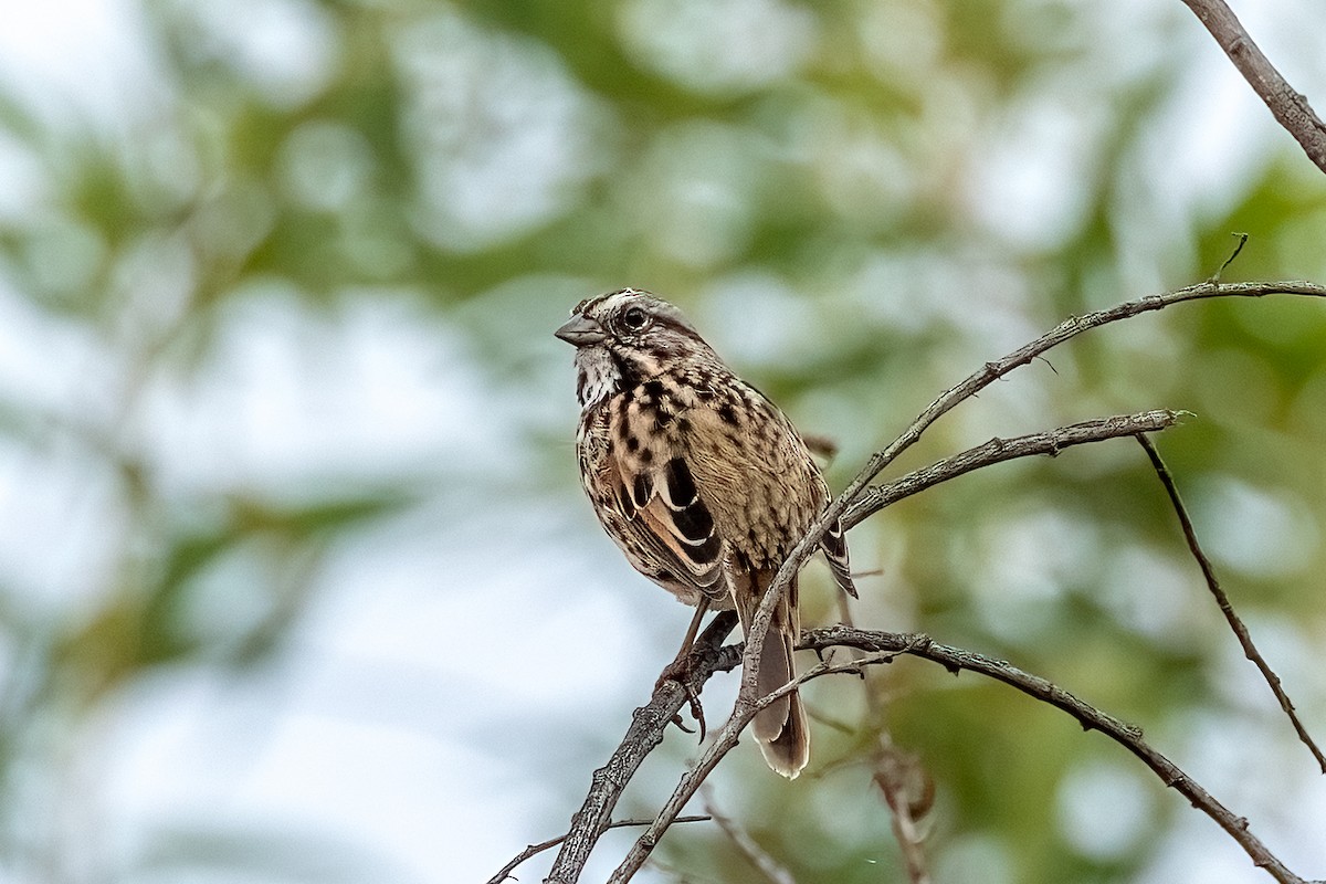 Song Sparrow - ML642311433