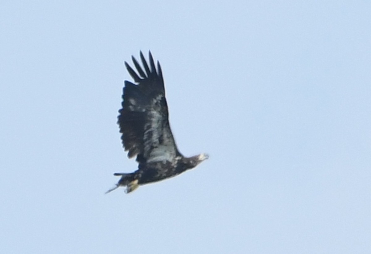 Bald Eagle - ML642311434