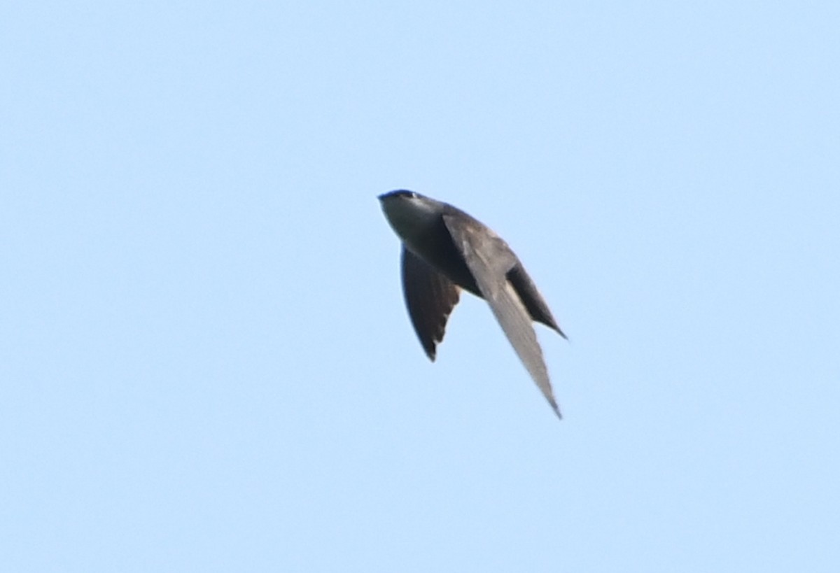 Chimney Swift - ML642311438