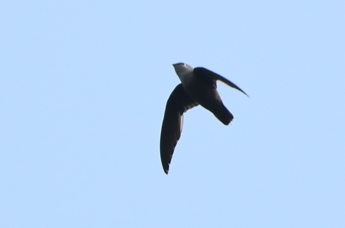 Chimney Swift - ML642311439