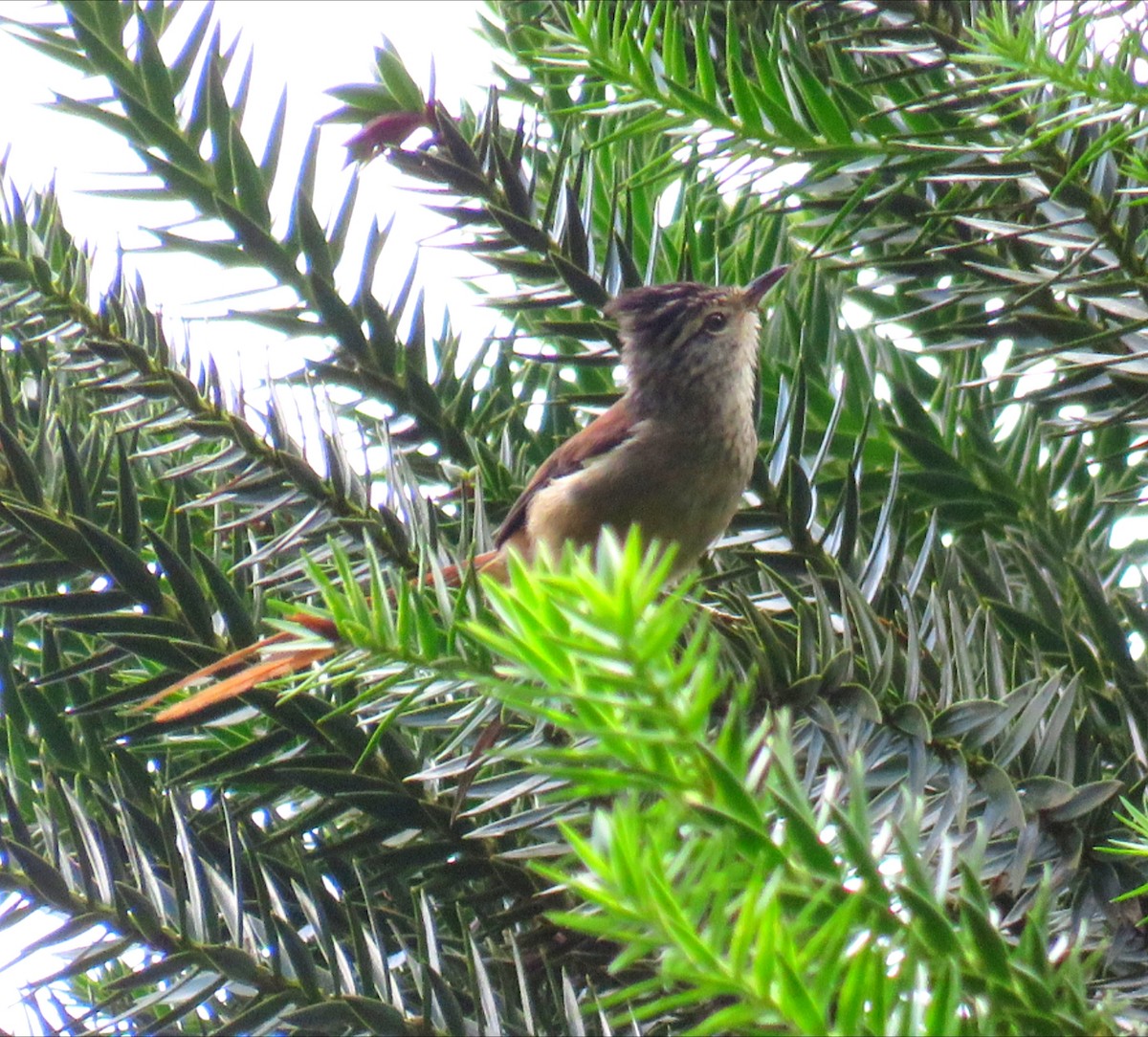 Araucaria Tit-Spinetail - ML642311446
