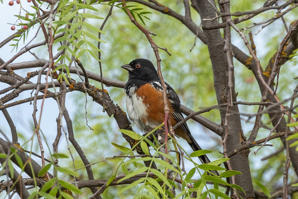 ホシワキアカトウヒチョウ - ML642311448