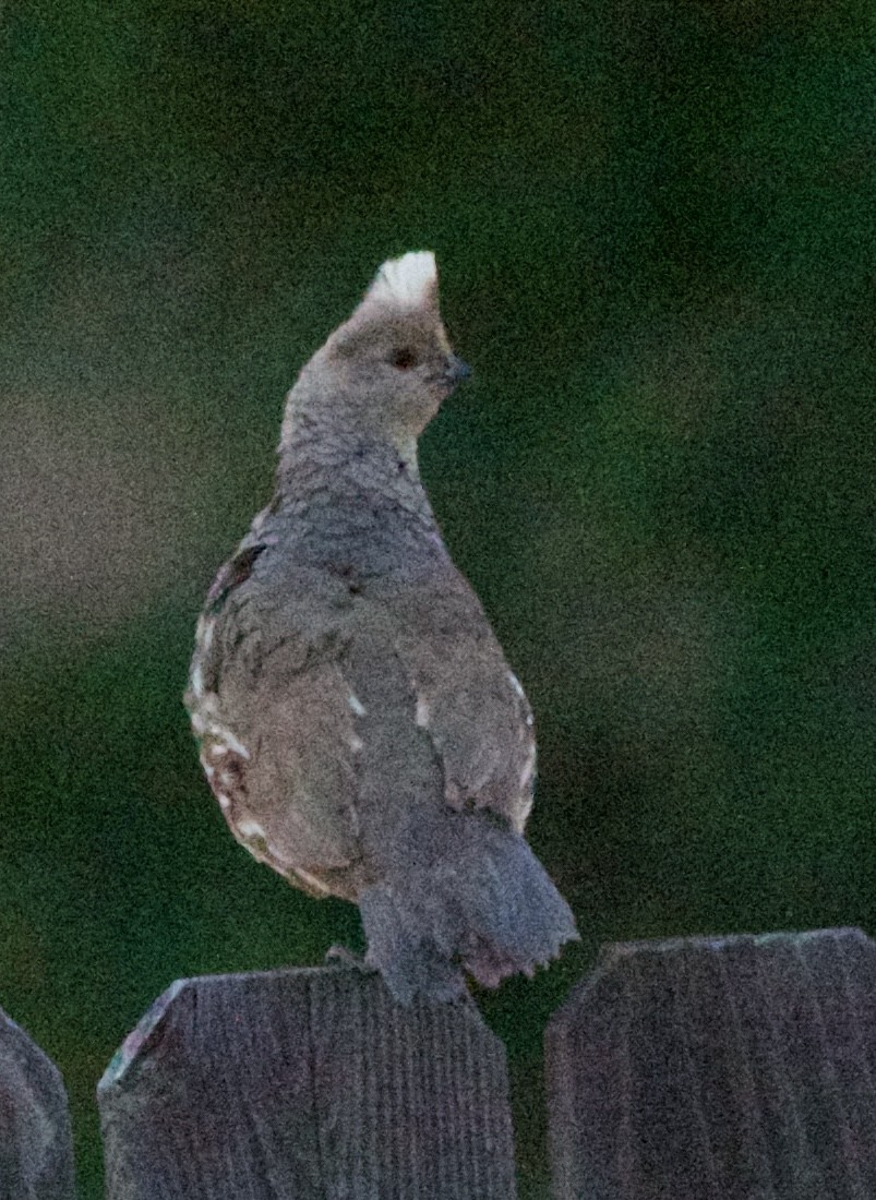 Scaled Quail - ML642311468