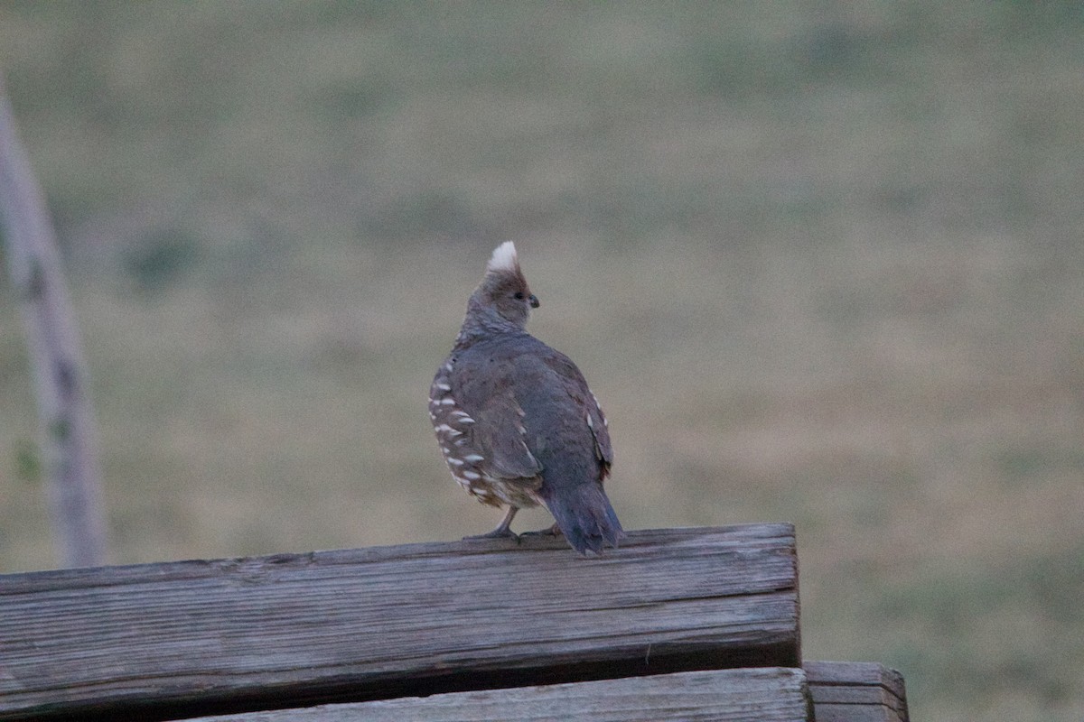 Scaled Quail - ML642311469