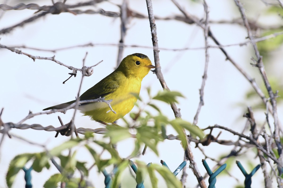 Wilson's Warbler - ML642311470