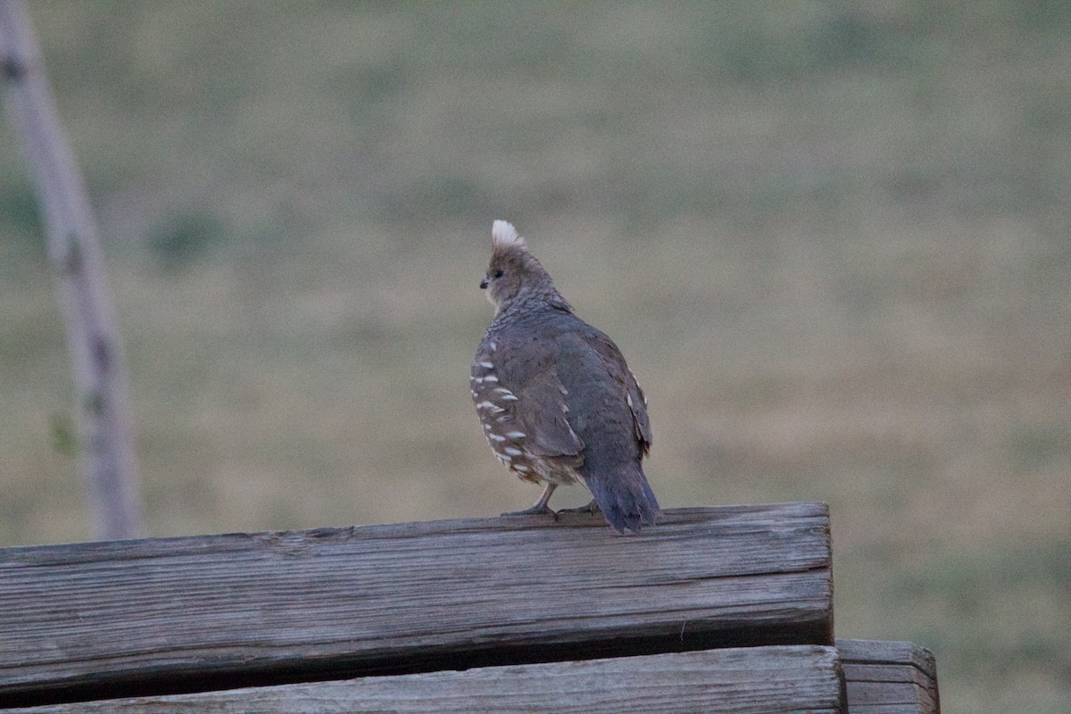 Scaled Quail - ML642311472