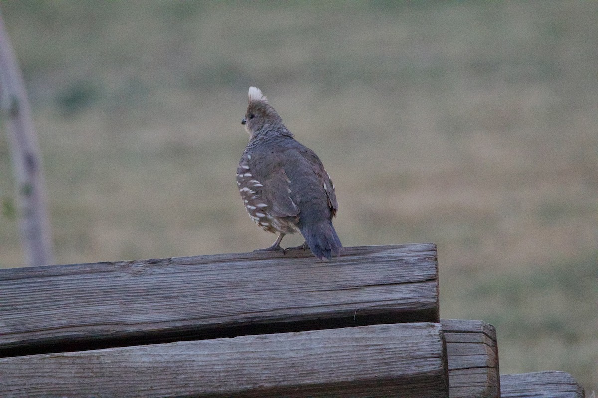 Scaled Quail - ML642311473
