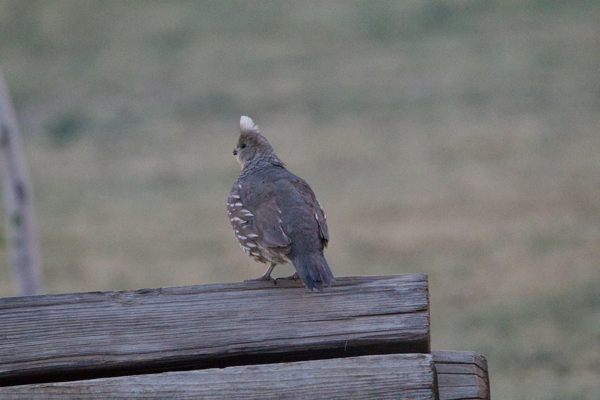 Scaled Quail - ML642311474