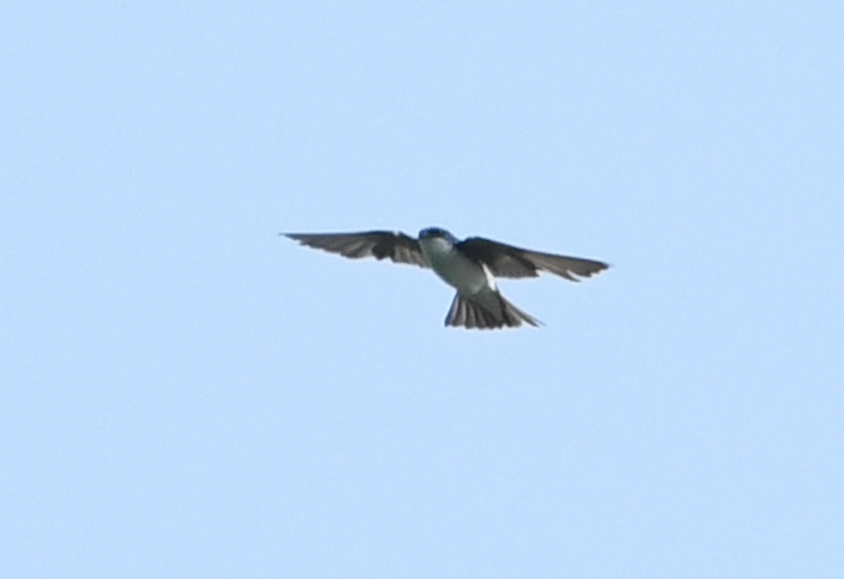 Tree Swallow - ML642311477