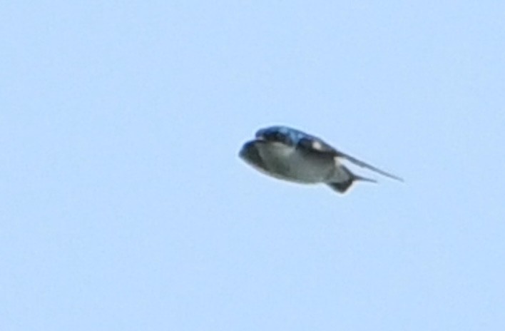 Tree Swallow - ML642311478