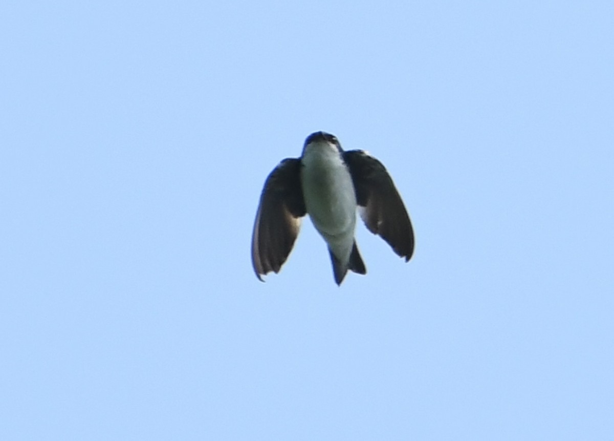 Tree Swallow - ML642311479