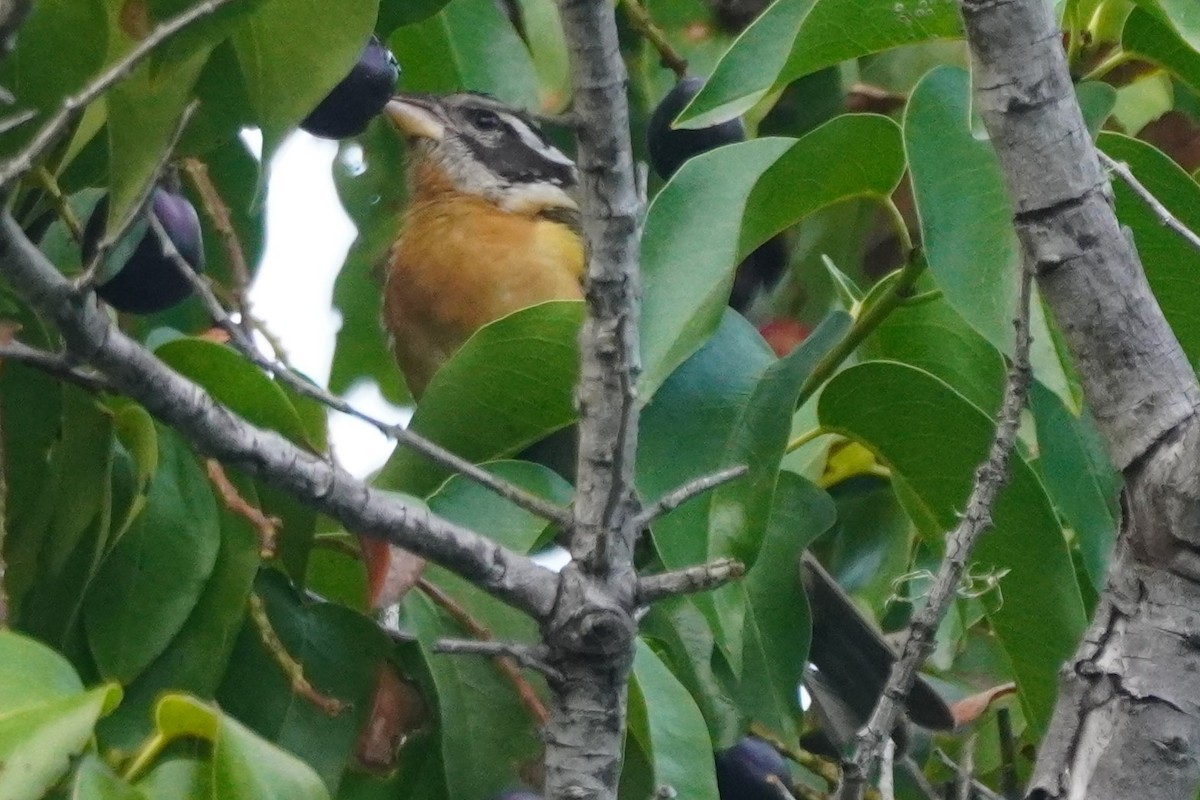 Black-headed Grosbeak - ML642311480