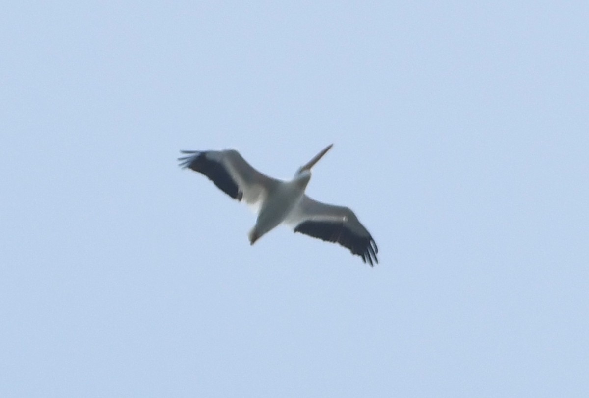 American White Pelican - ML642311483